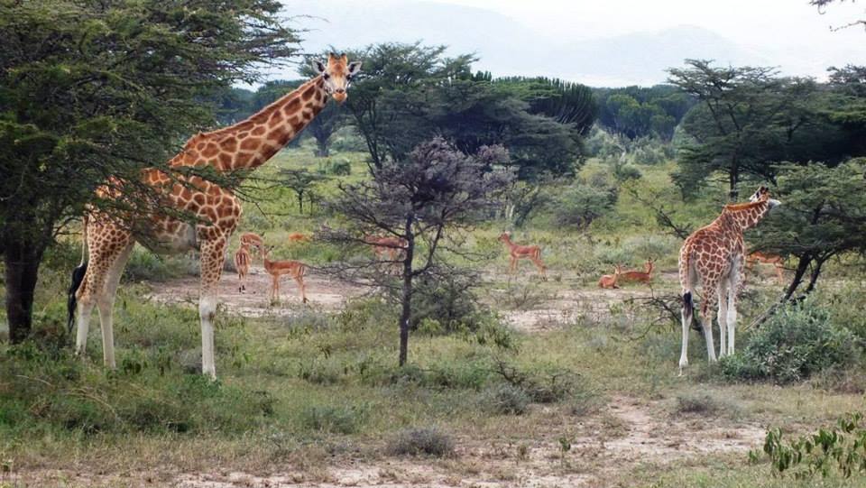 Kigio Wildlife Conservancy - Image 4
