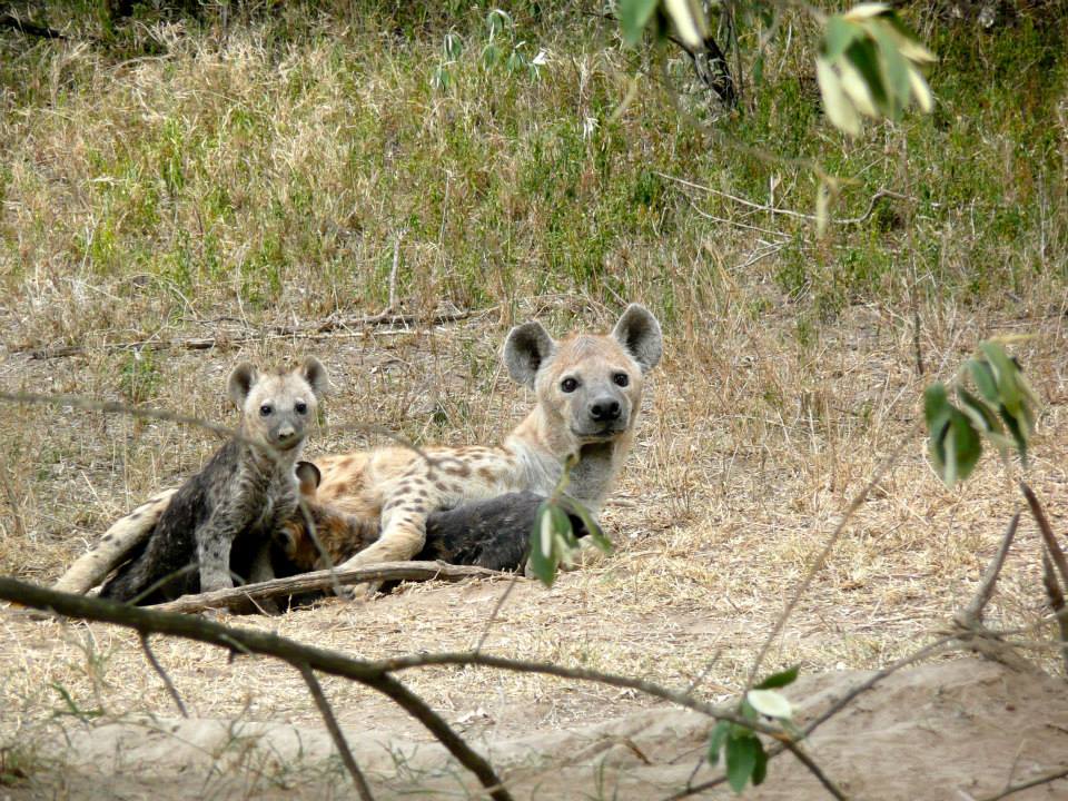 Kigio Wildlife Conservancy - Image 3