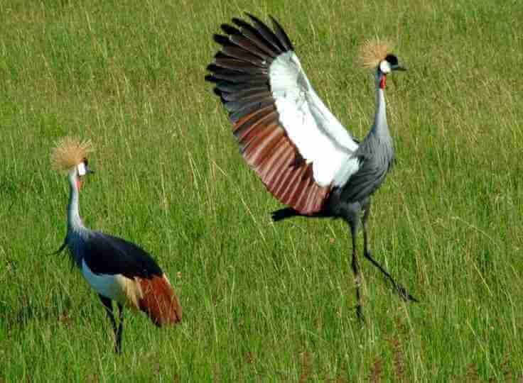 Kisumu Bird Sanctuary - Image 2