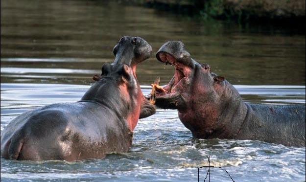 Kisumu Hippo Point - Image 5