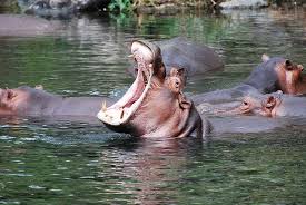 Kisumu Hippo Point - Image 4