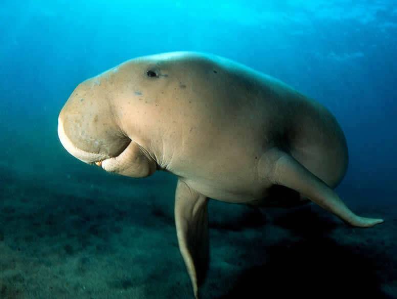 Kiunga Marine National Reserve - Image 5