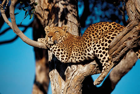 Kora National Reserve - Image 6