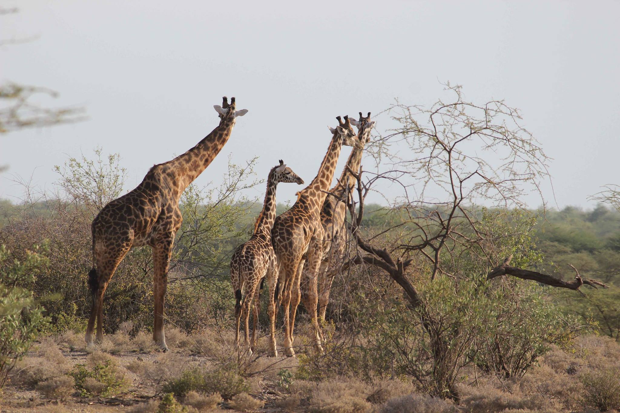 LAKE MAGADI - Image 2