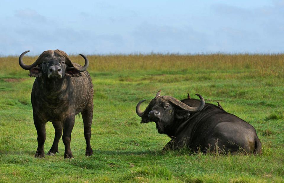 Laikipia Plateau - Image 6