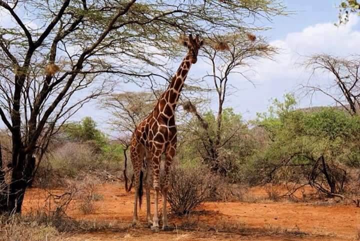 Laikipia Plateau - Image 5