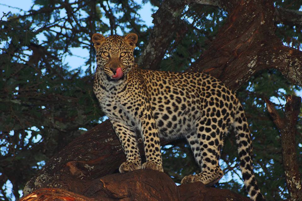 Laikipia Plateau - Image 4
