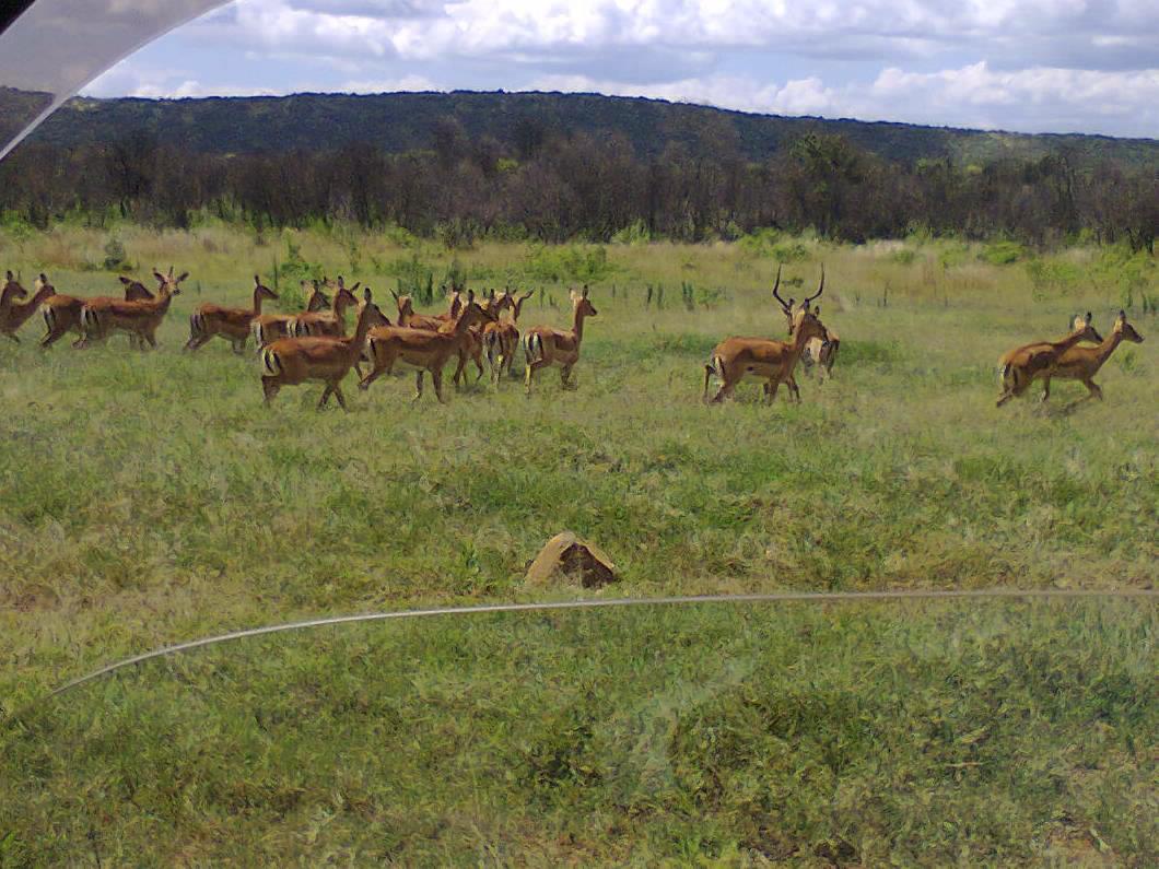 Laikipia Wildlife Conservancy - Image 5