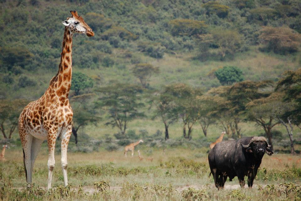 Lake Nakuru National Parks - Image 3