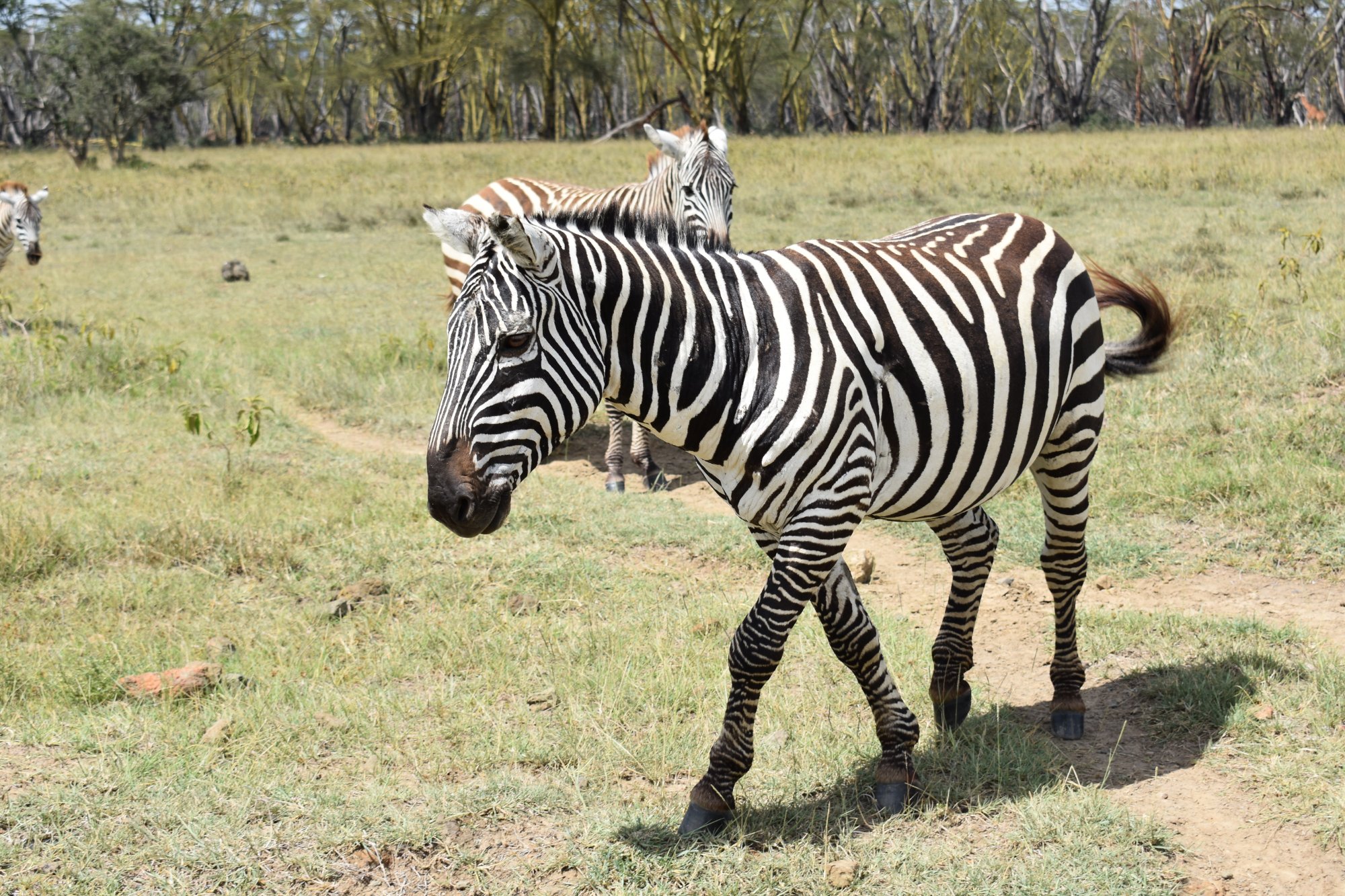 Lake Nakuru National Parks - Image 4