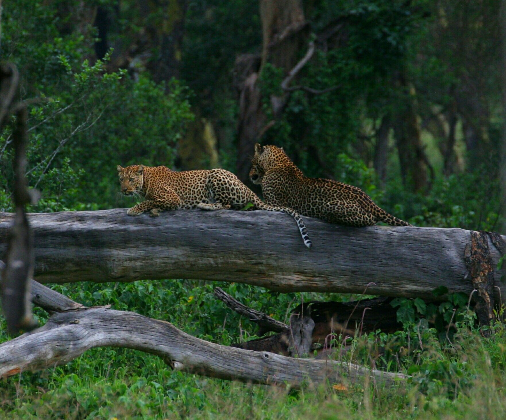 Lake Nakuru National Parks - Image 5