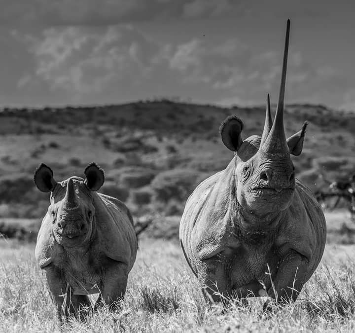 Lewa Wildlife Conservancy - Image 4
