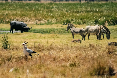 Lewa Wildlife Conservancy - Image 2