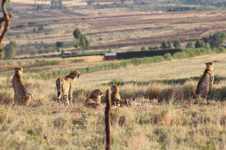 Lewa Wildlife Conservancy