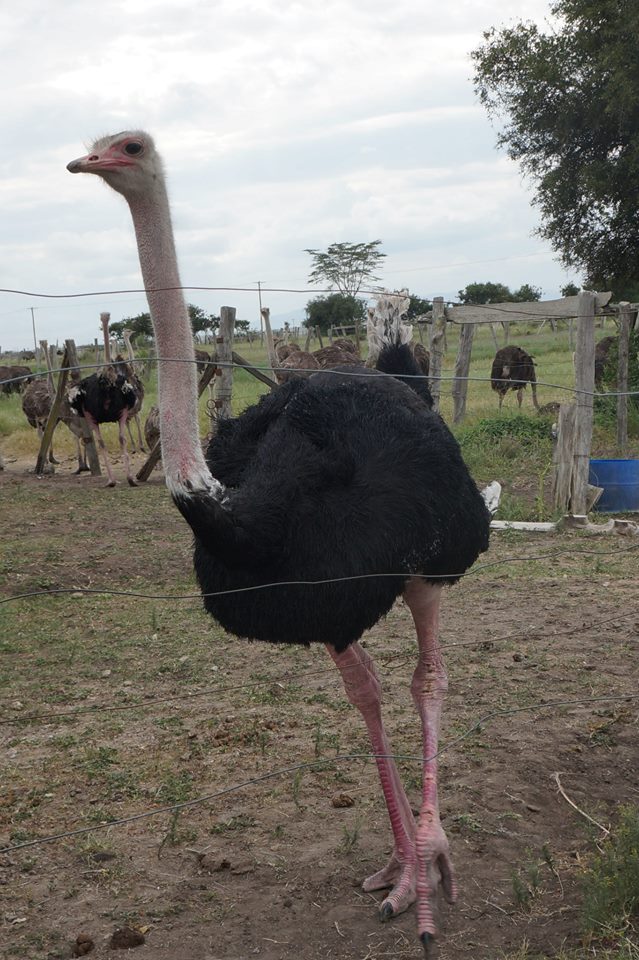 Maasai Ostrich Farm - Image 4