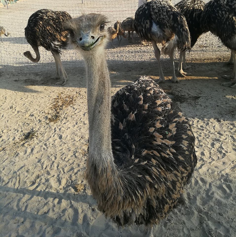 Maasai Ostrich Farm - Image 6