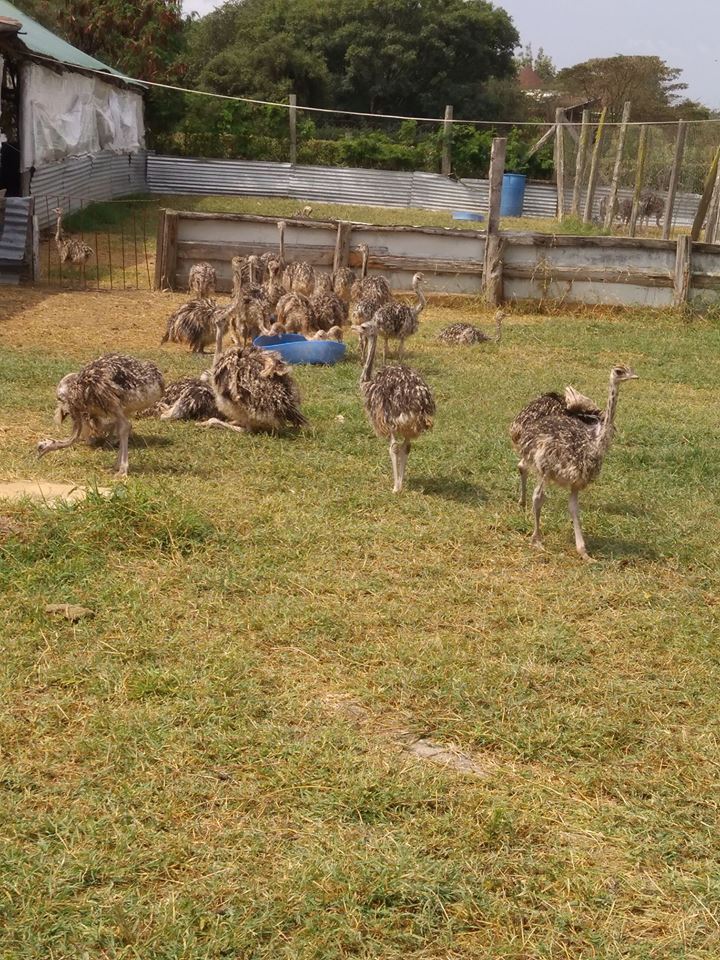 Maasai Ostrich Farm - Image 2