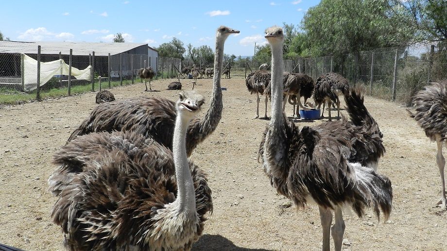 Maasai Ostrich Farm - Image 3