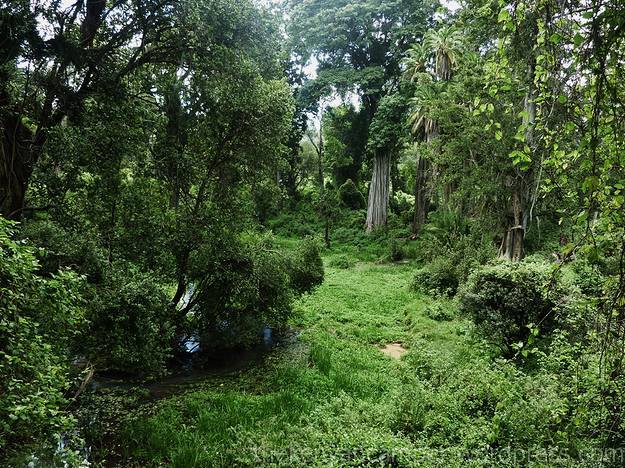Mau Forest - Image 6