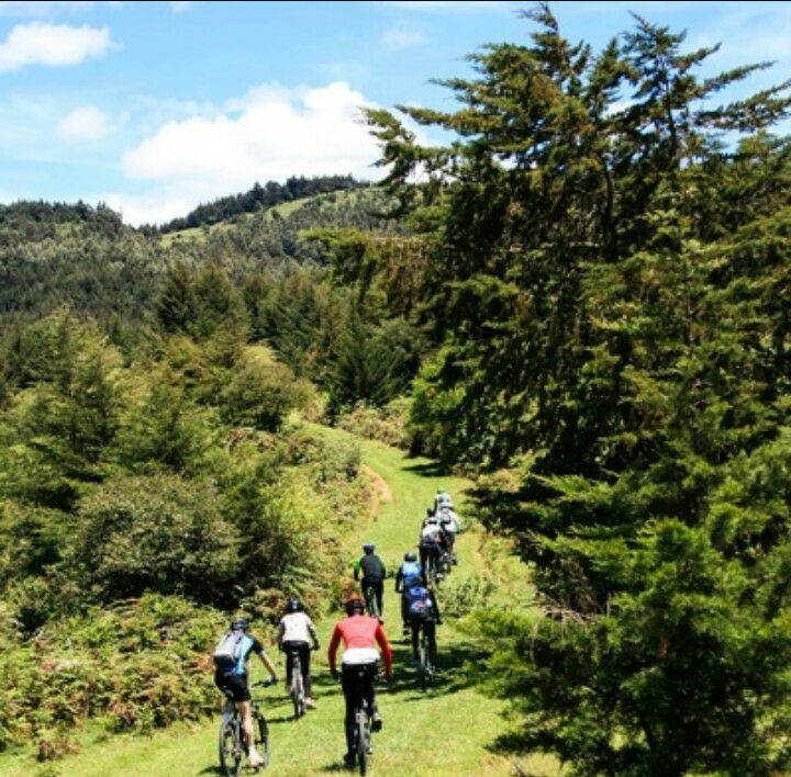 Mau Forest - Image 5