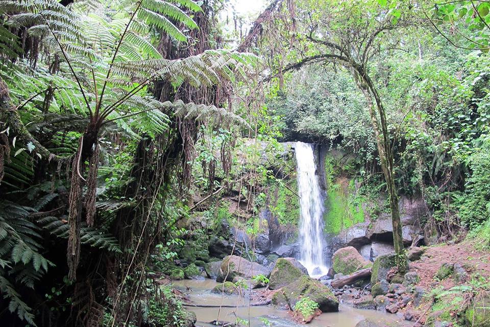 Mau Forest - Image 2