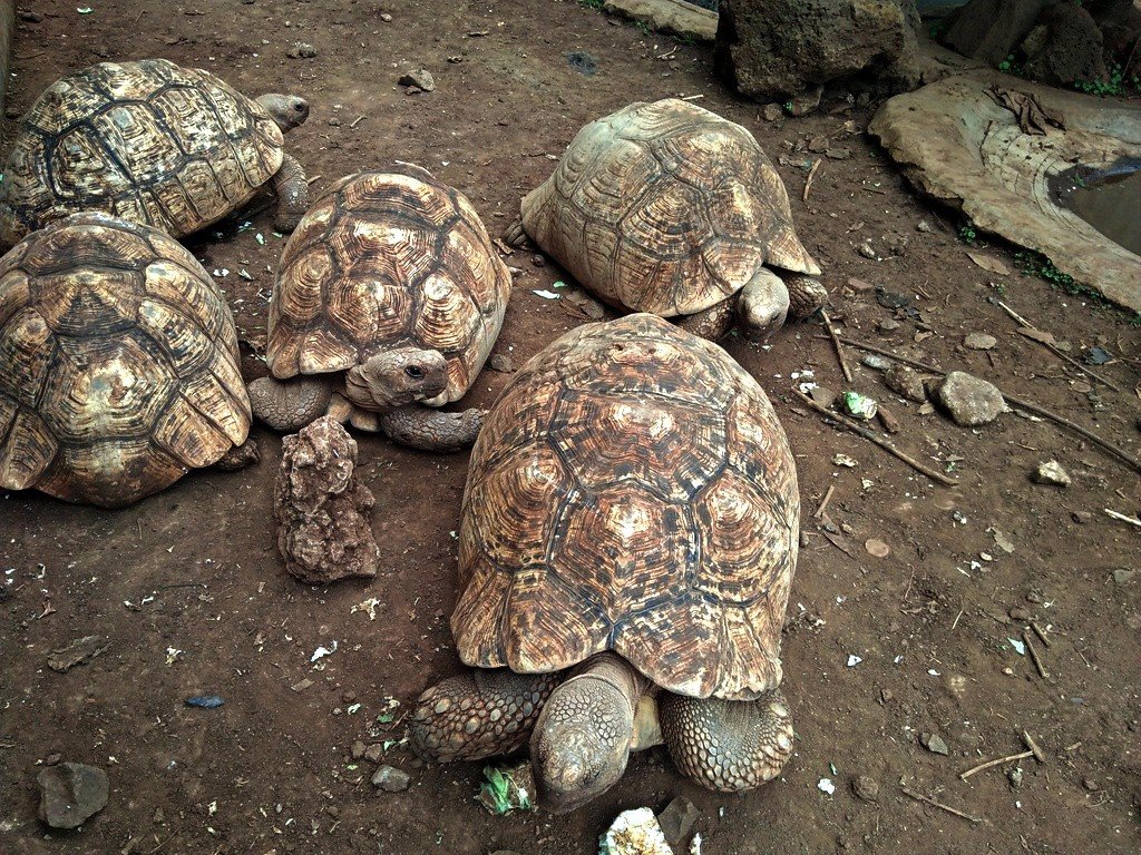 Meru Museum - Image 6