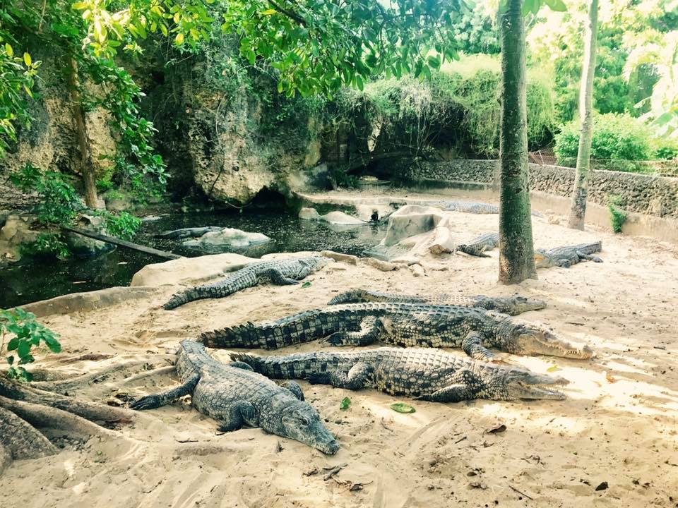 Mombasa Mamba Village - Image 4