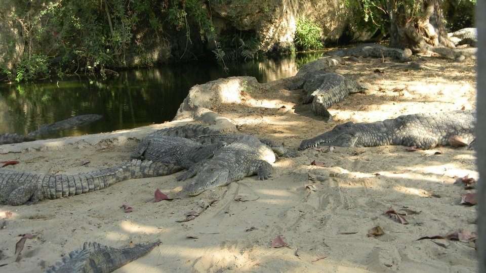 Mombasa Mamba Village - Image 3