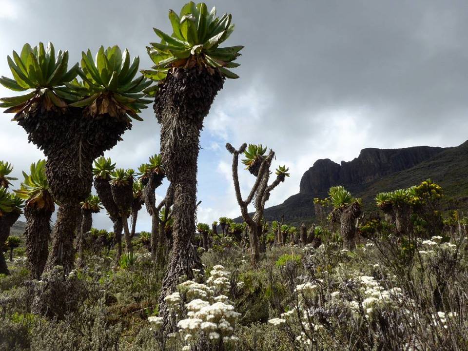 Mount Elgon National Park - Image 5
