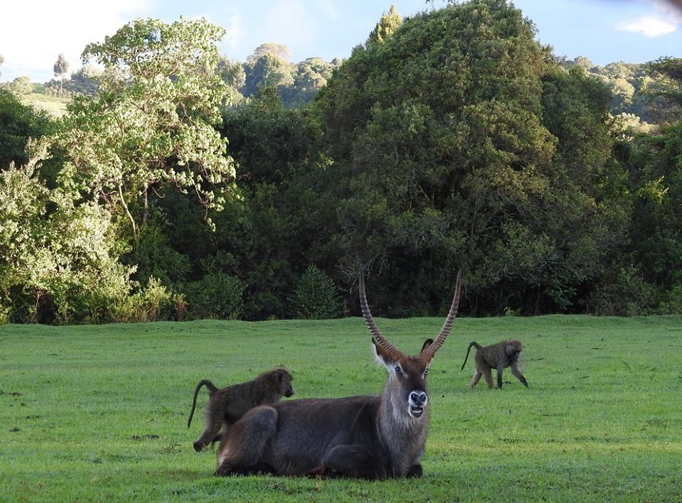 Mount Elgon National Park - Image 3