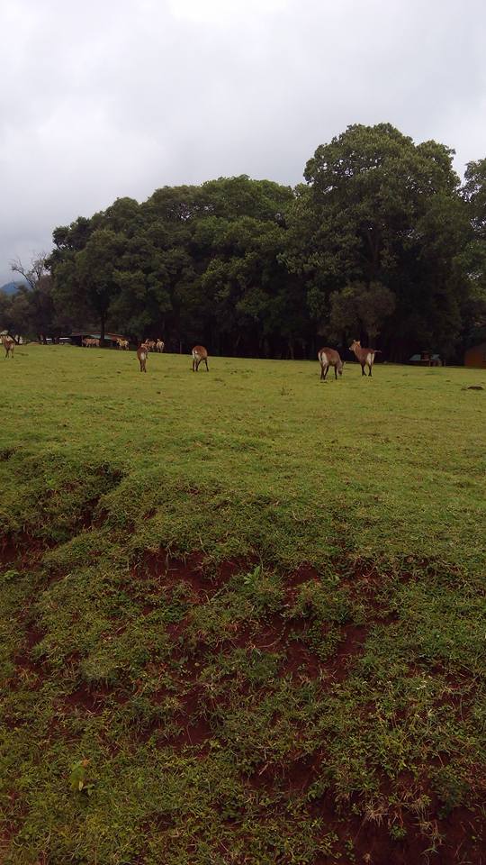 Mount Elgon National Park - Image 2