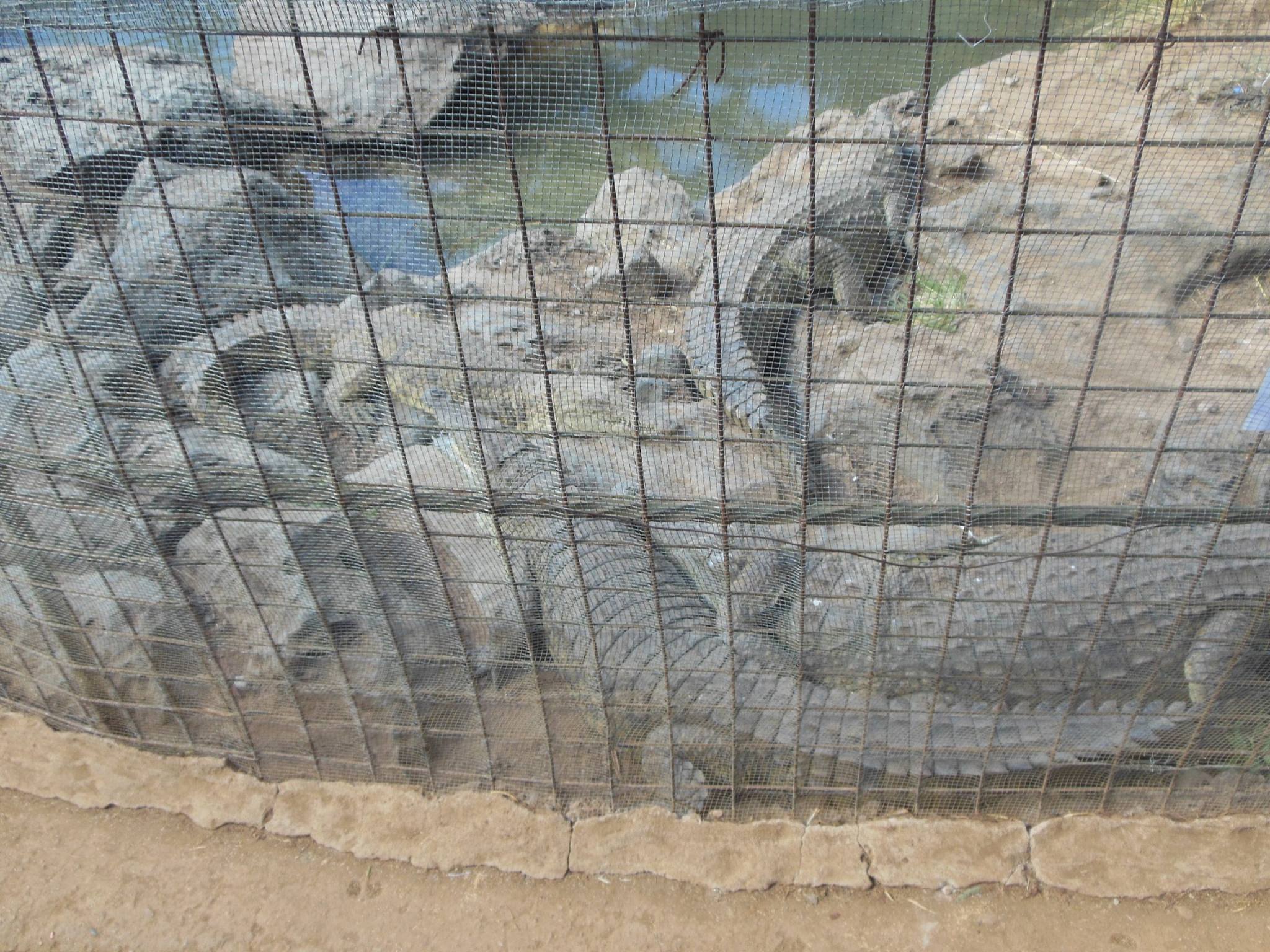 Nairobi Mamba Village - Image 3