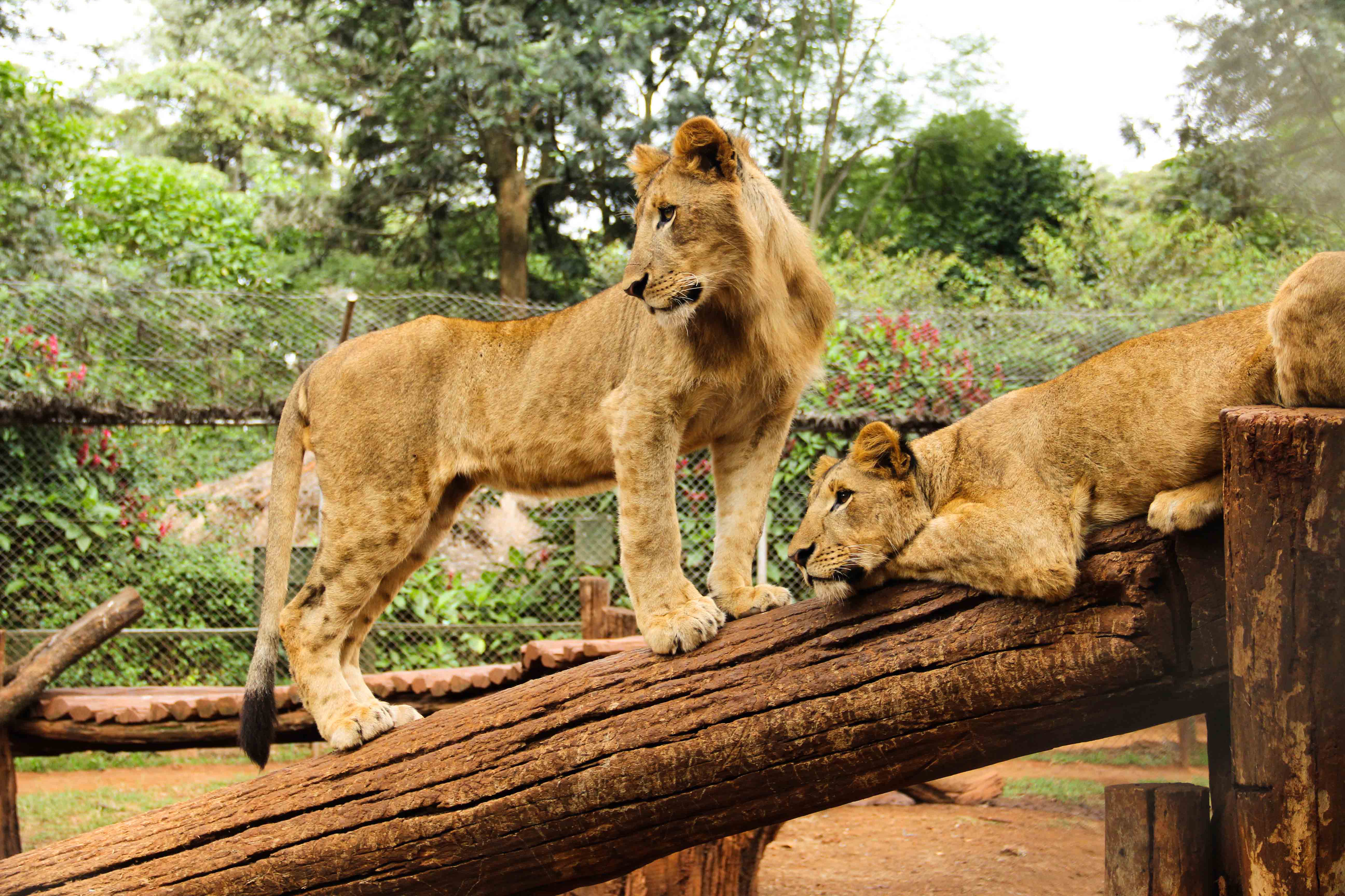 Nairobi Safari Walk - Image 2