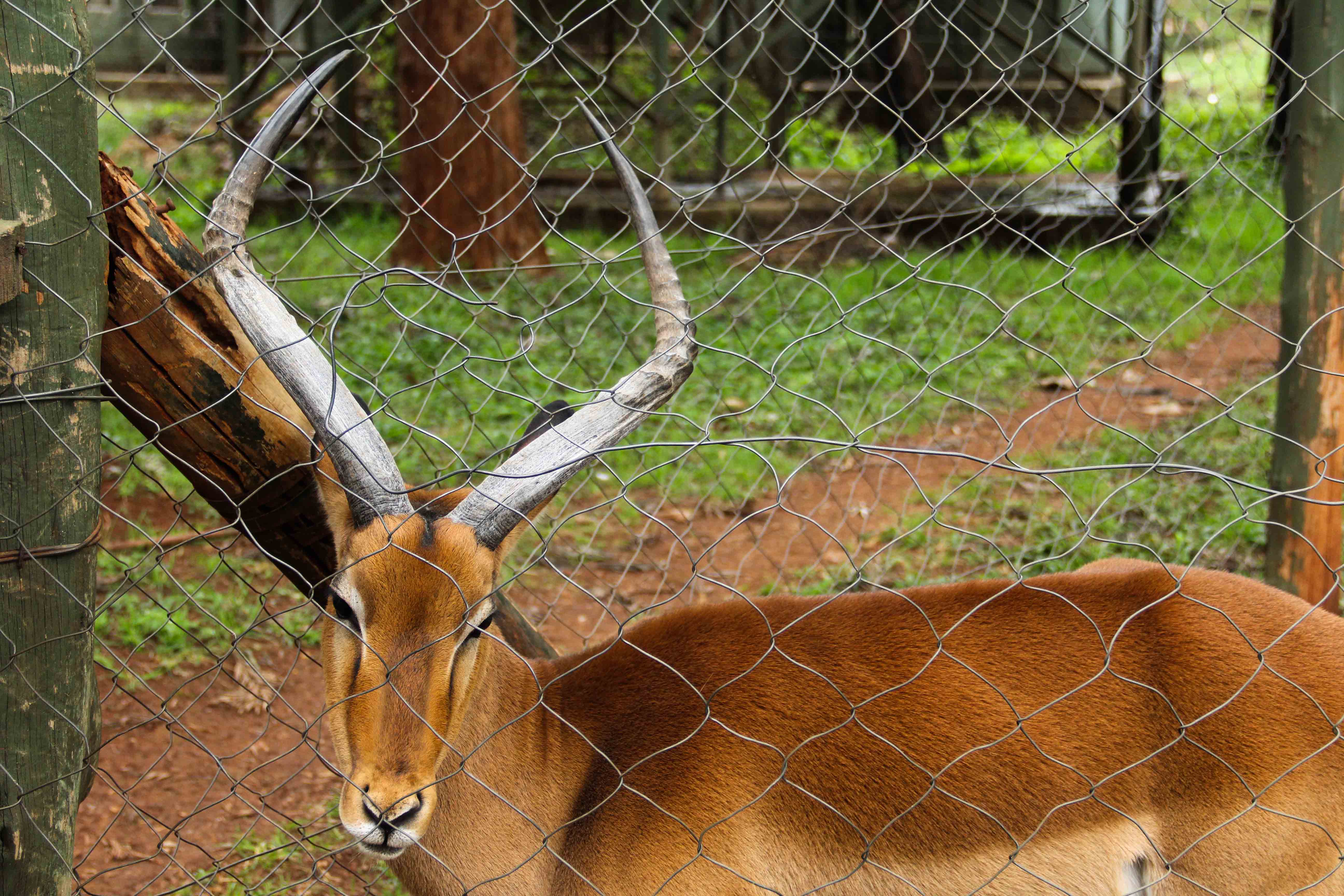 Nairobi Safari Walk - Image 4