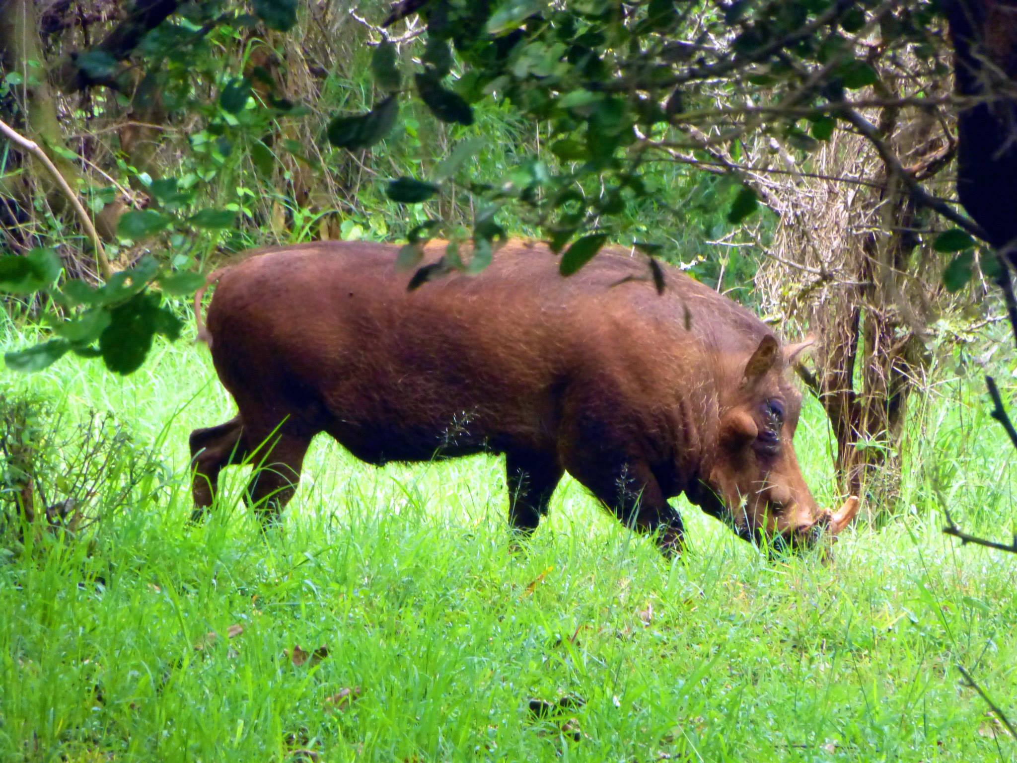 Nairobi Safari Walk - Image 5