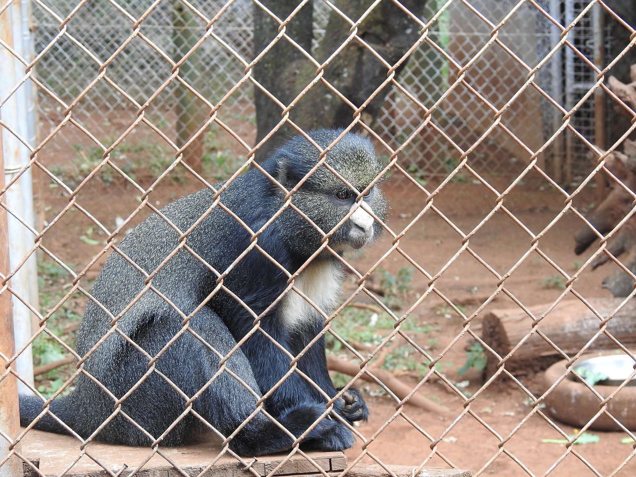 Nairobi Safari Walk - Image 7