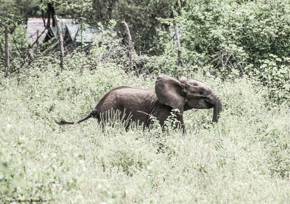 Namunyak Wildlife Conservation Trust - Image 2
