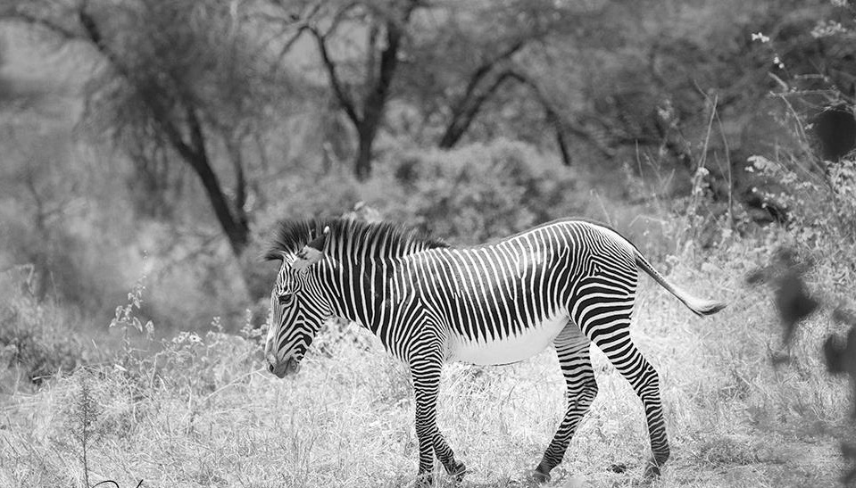 Namunyak Wildlife Conservation Trust - Image 6