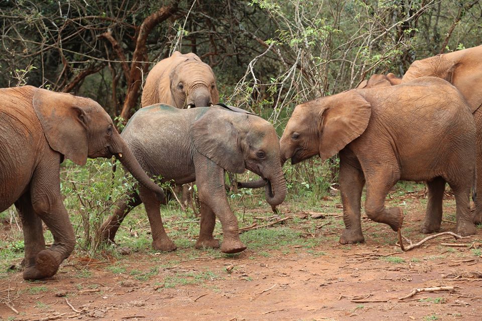 Namunyak Wildlife Conservation Trust