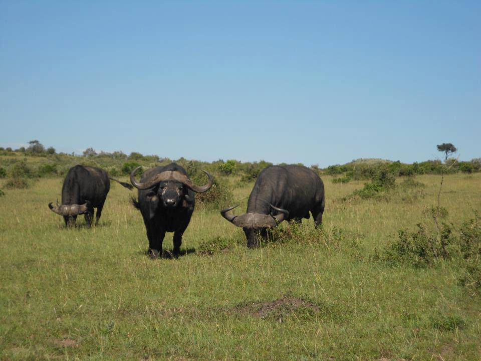 Ol Donyo Sabuk National Park - Image 6