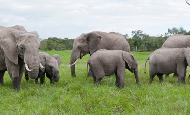 2-Day Ol Pejeta Tour