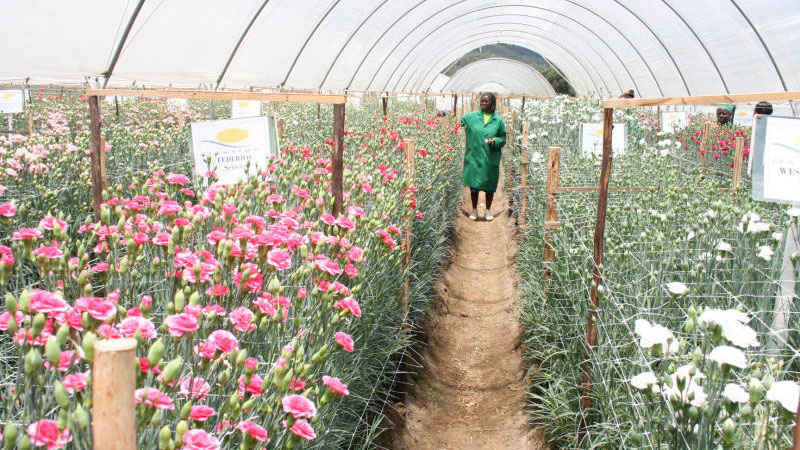 Oserian Farms