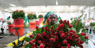 Oserian Farms - Image 3