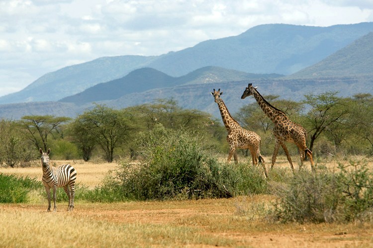 Shompole Conservancy - Image 2
