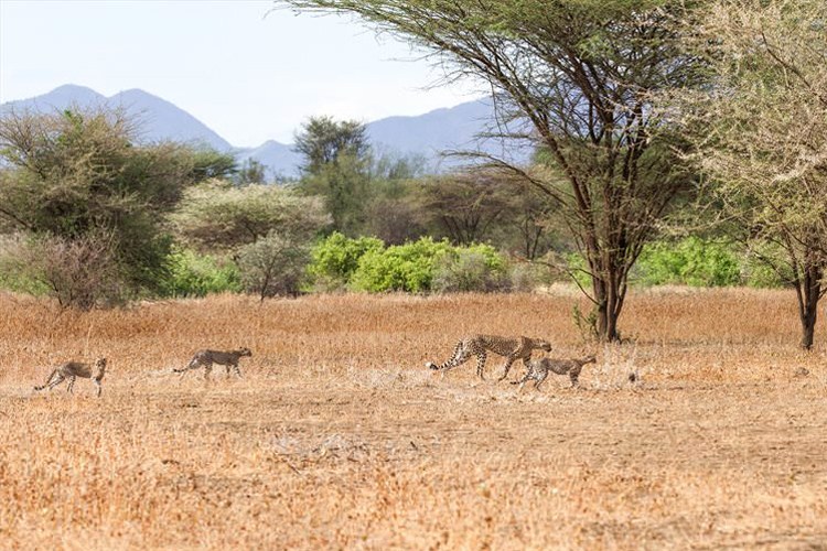 Shompole Conservancy - Image 3