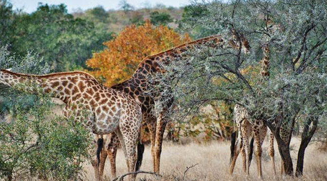 Shompole Conservancy - Image 4