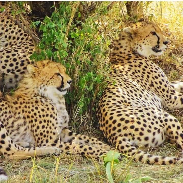 Shompole Conservancy - Image 5