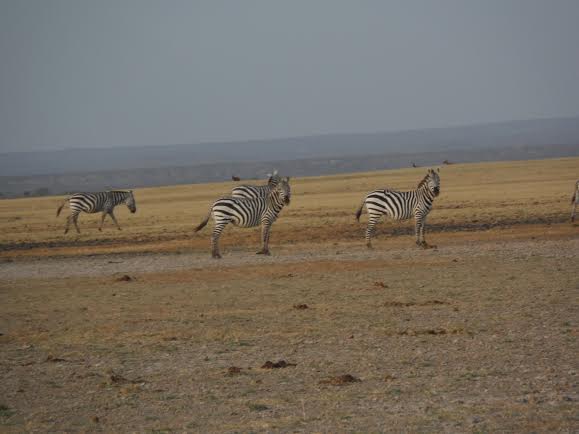 Sibiloi National Park - Image 7