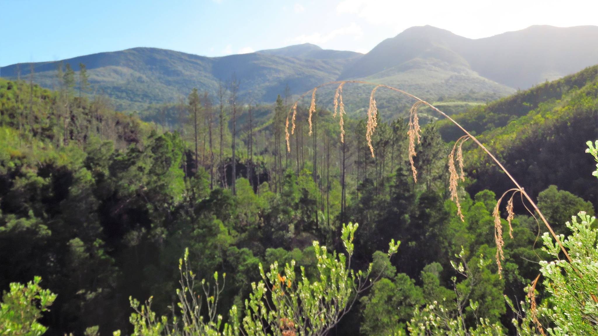 South Nandi Forest