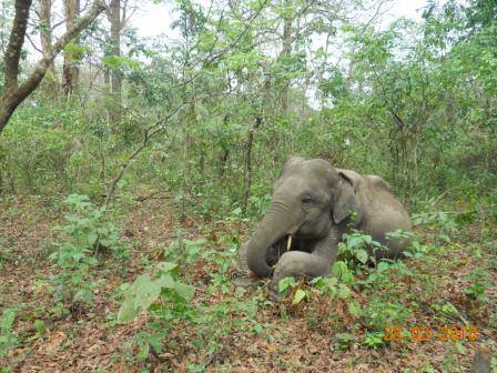 South Nandi Forest - Image 4